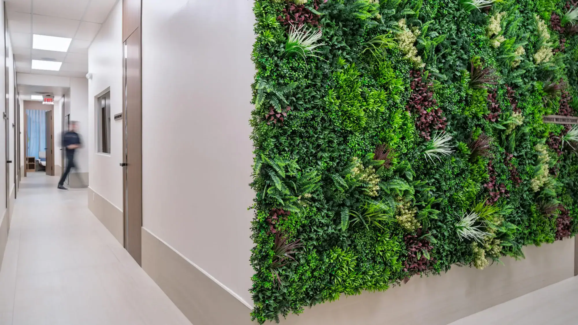 The TrufaMED clinic hallway and living green wall in Surfside, Miami